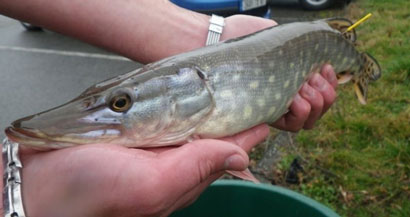 Haute-Vienne : baguage de brochets