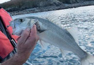 Premier bilan de la campagne de marquage de bars en mer d’Iroise