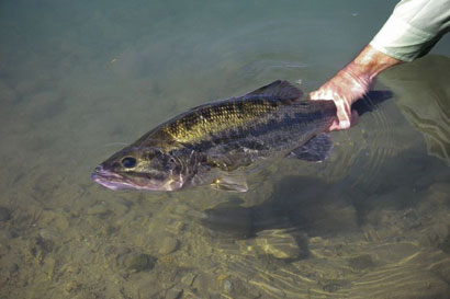 Les problèmes de décompression des captures faites en profondeur