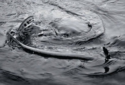 Carnassier : de l&rsquo;importance du bas de ligne