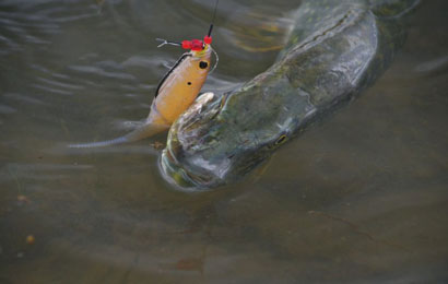 Le brochet  au drop shot