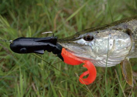 Le Bull Dawg qui attrape des brochets