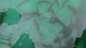 Franche-Comté: Une année noire pour les cours d’eau de première catégorie