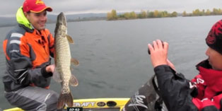 Challenge Carnassiers Roots 2010