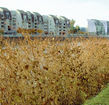 Renouée du Japon, le cancer de nos rivières !