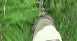 Black bass à la française