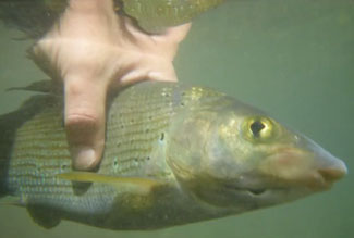 Une matinée sur l&rsquo;Isère