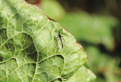 Cruncher une mouche à croquer !