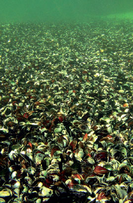 Le corbicule : un mollusque invasif méconnu