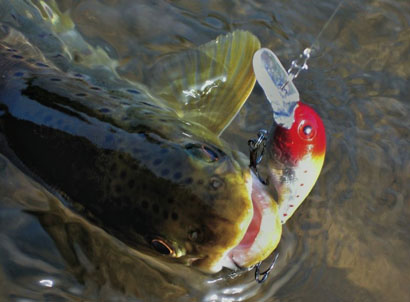 Les performances des crankbaits grands plongeurs