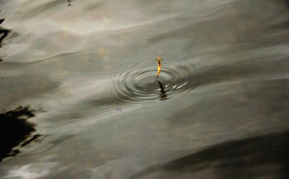 Quand  la mouche de mai  prend son envol
