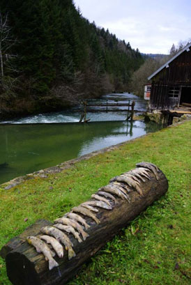 Le Dessoubre touché à son tour par des mortalités