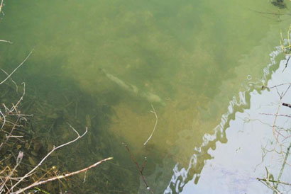 Mortalité des truites dans le Dessoubre :