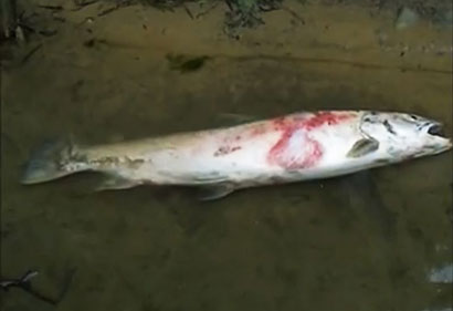 Evènement : les rivières jurassiennes, l&rsquo;envers du décor !