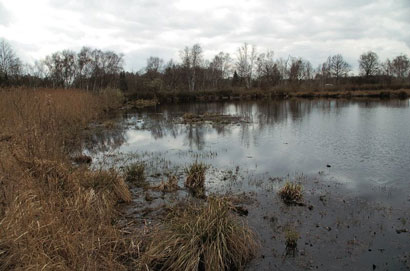 La chaîne trophique des étangs