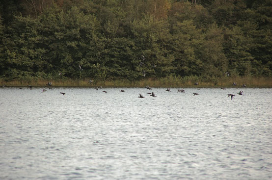 Végétaux aquatiques, poissons, avifaune, etc.