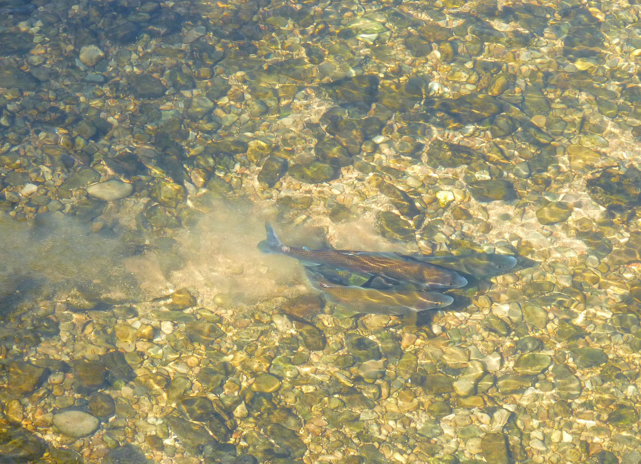 Fraie des ombres sur la Loue