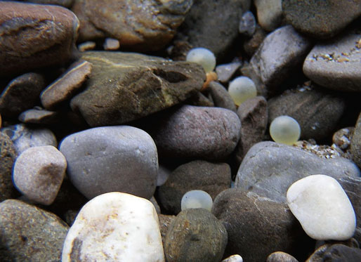 Le développement des oeufs dans les frayères : vulnérabilité et adaptations des populations