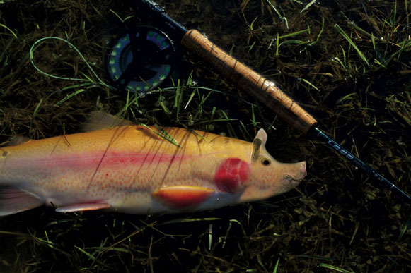 Epidémie de septicémie hémorragique virale dans une pisciculture du Jura, plusieurs réservoirs touchés