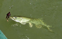 De l’intérêt des gros spinnerbaits