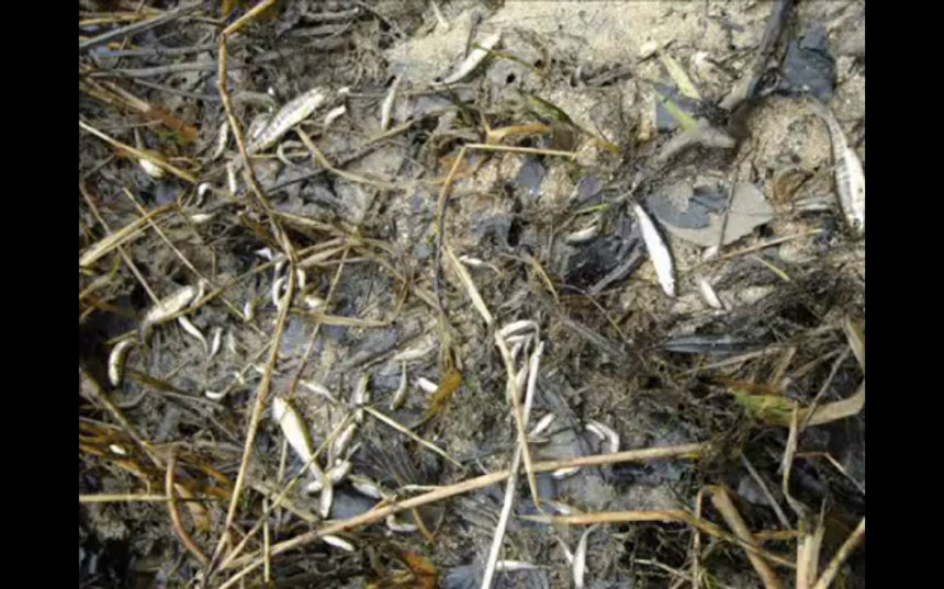 Barrage sur le Doubs, une vidéo éloquente… et déprimante