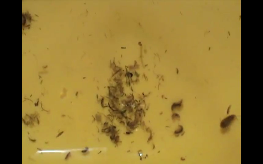 Traitement du bois : quelles conséquences pour nos rivières ?