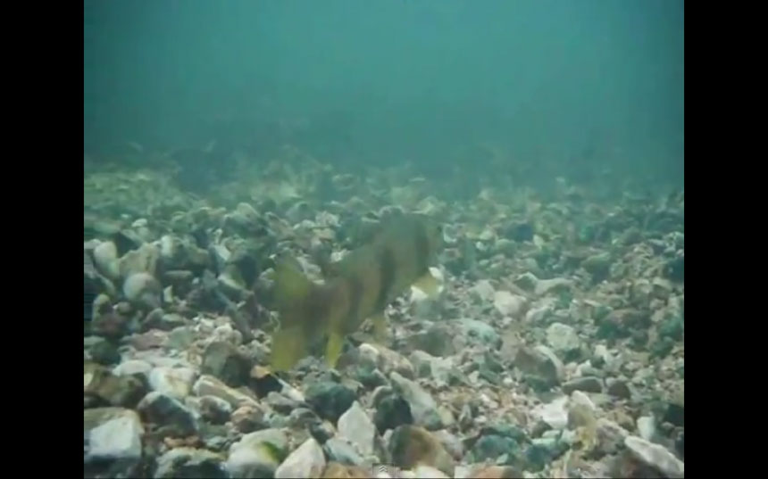 Frayères sur le Doubs : une vidéo anti-dépression