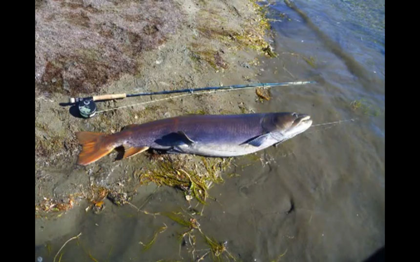 A la rencontre du Taïmen en Mongolie