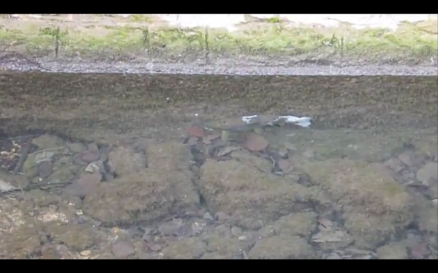 Mortalité des poissons de la Loue – Novembre 2011