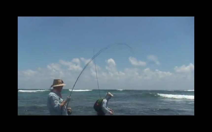 Danse avec les poissons
