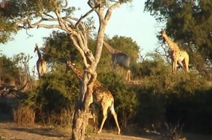 Un film français récompensé dans le Montana