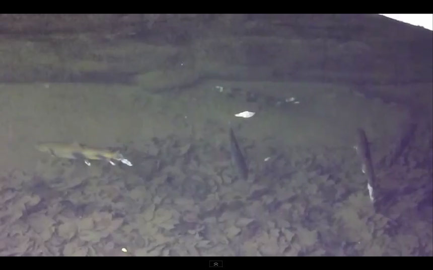 Ornans : Hallali de la Truite