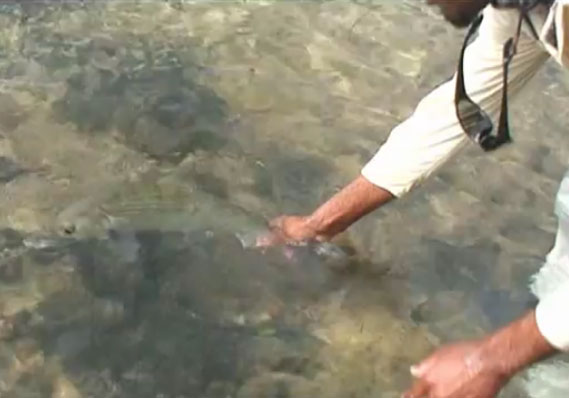 Honduras : pêche à la mouche avec les Piccin