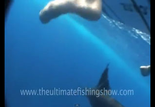 Le marlin rayé en paddle !