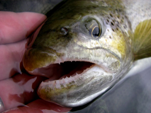 Consultation nationale de la FNPF pour une évolution de la réglementation pêche !