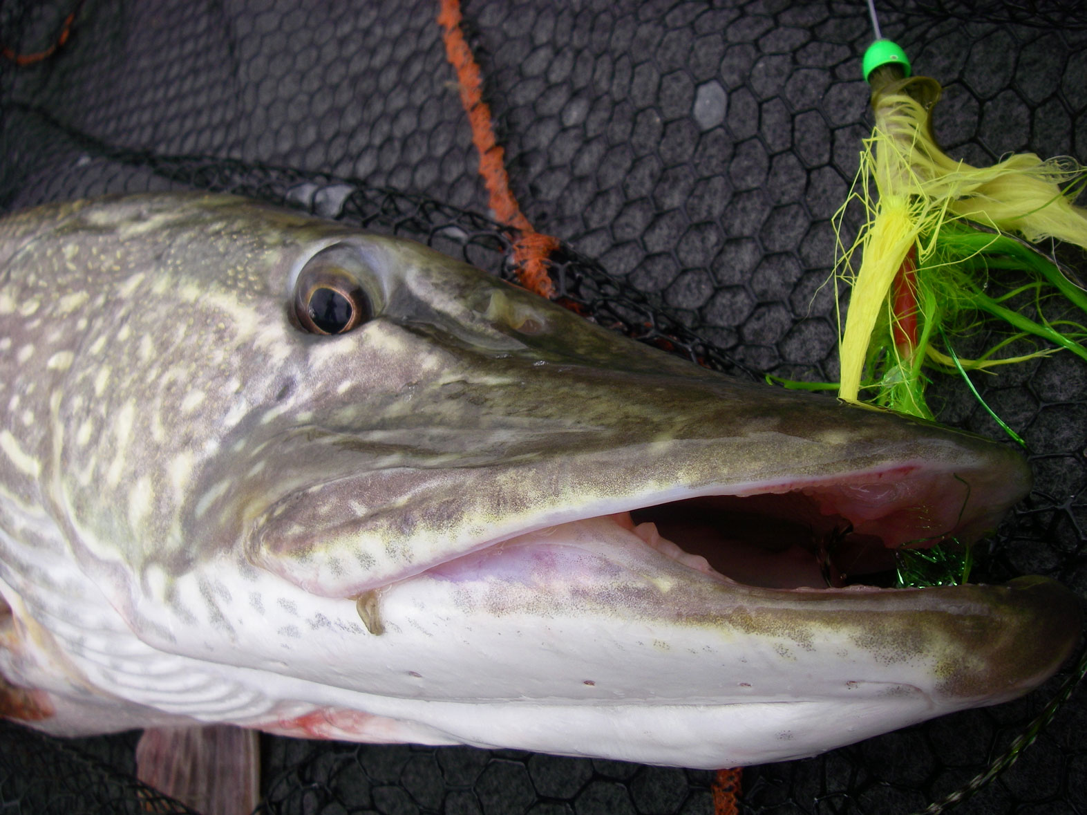 Brochets à la mouche