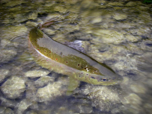 Un film pour sauver les rivières sauvages