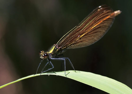 Rencontre avec les insectes aquatiques