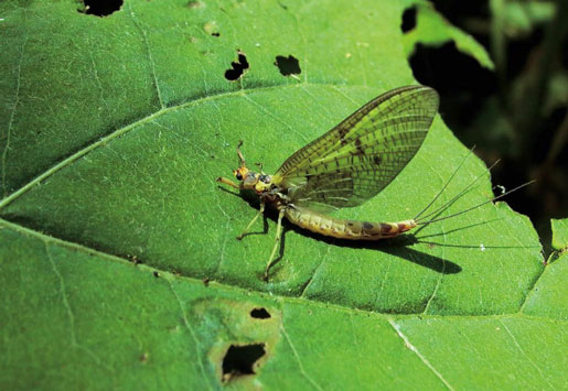 Les petites bêtes de nos cours d’eau…
