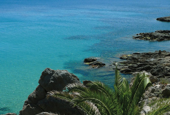 Méditerranée : la Caulerpa taxifolia en voie de disparition ?