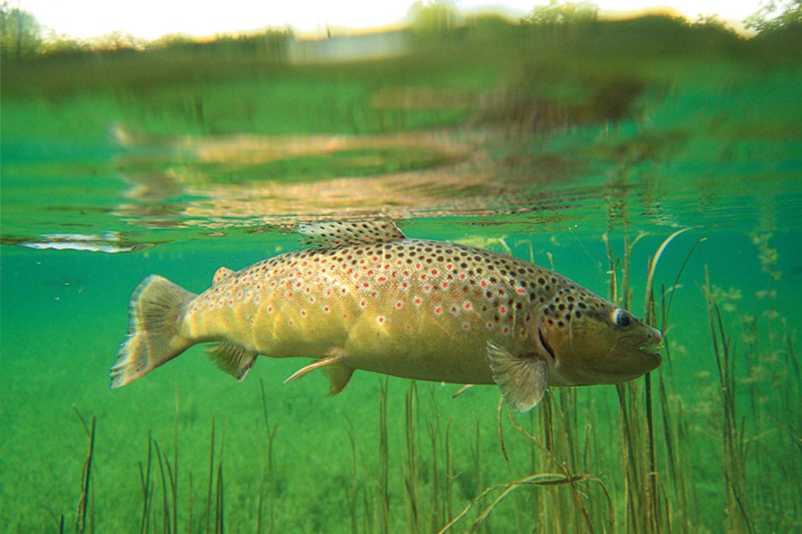 Le Domaine de Sommedieue