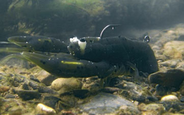 Pêcher avec des imitations d’écrevisse