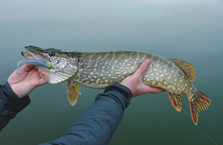 Nouveauté 2012 : le Method Shad Illex