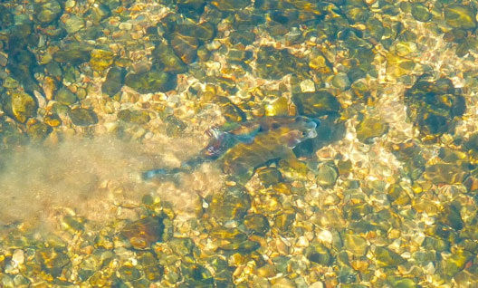 Un poisson, ça bouge énormément !