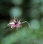 Pêche à la mouche : rester dans le coup sous la pluie