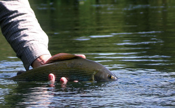 Nitrates : la Commission européenne poursuit la France