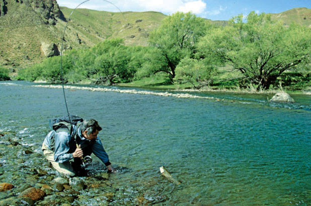 Nymphe à vue, l’art de l’animation