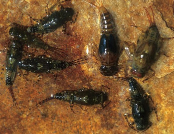 10 conseils pour réussir ses nymphes