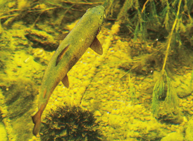 Nymphe : ne manquez pas l’aplomb