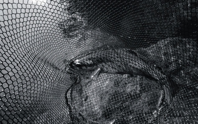 Le blues du nympheur par Jean-Christian Michel